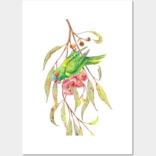 Musk lorikeet parrot and eucalyptus branch with pink flowers Posters and Art